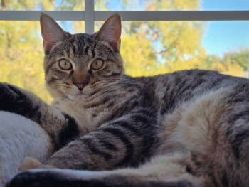 Rescue Domestic Short Hair Cats for Adoption in Crescent, Oklahoma - Marcy | PetCurious