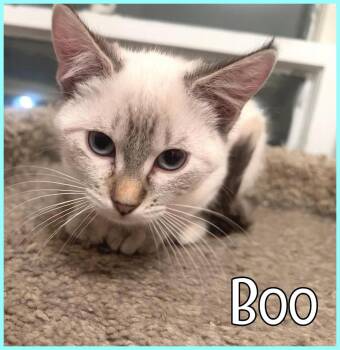 Domestic Medium Hair Cats Available for Adoption in Valley City, North Dakota - Boo | PetCurious