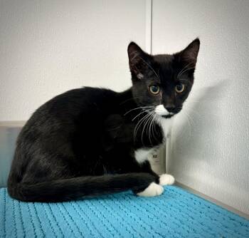 Gina -  Domestic Short Hair Cat for Adoption in Kalamazoo, Michigan - Gina | PetCurious