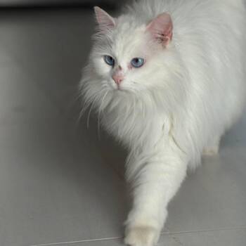 Ragdoll and Siberian Cats Available for Adoption in Brampton, Ontario - SnowBee | PetCurious
