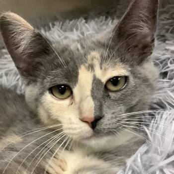 Pebbles -  Domestic Short Hair Cat for Adoption in Redwood City, California - Pebbles | PetCurious