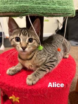Rescue Domestic Short Hair Cats for Adoption in Washington Township, New Jersey - Alice | PetCurious