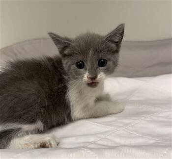 SAGE -  Domestic Short Hair Cat for Adoption in Baytown, Texas - SAGE | PetCurious