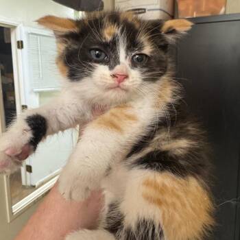 Domestic Short Hair Cats Available for Adoption in Pekin, Illinois - Lilypad | PetCurious