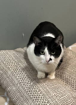 Rescue Domestic Short Hair Cats for Adoption in Zimmerman, Minnesota - Phantom | PetCurious
