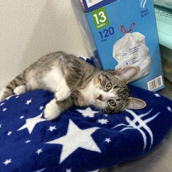 Rescue Domestic Short Hair Cats for Adoption in Albert Lea, Minnesota - Damien | PetCurious