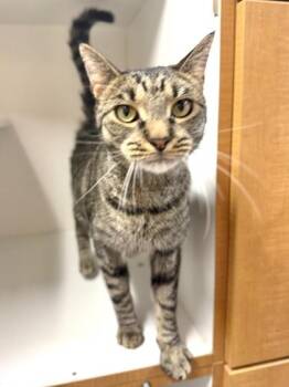 Tainy -  Domestic Short Hair Cat for Adoption in West Chester, Pennsylvania - Tainy | PetCurious