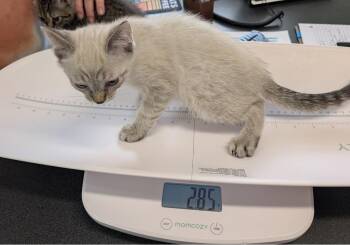 Kylo -  Domestic Short Hair Cat for Adoption in Adrian, Michigan - Kylo | PetCurious