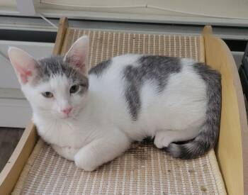 Chase -  Domestic Short Hair Cat for Adoption in New York, New York - Chase | PetCurious