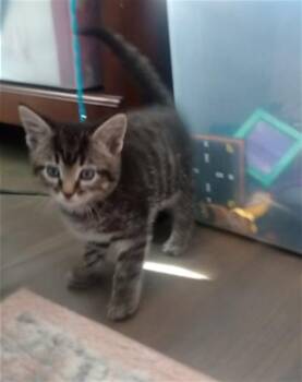 ALOE VERA -  Domestic Short Hair Cat for Adoption in Colorado Springs, Colorado - ALOE VERA | PetCurious