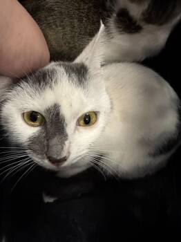 LILIBET -  Domestic Short Hair Cat for Adoption in Kalamazoo, Michigan - LILIBET | PetCurious