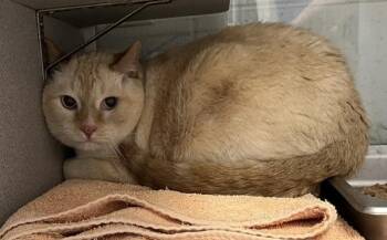 Doggy -  Domestic Short Hair Cat for Adoption in Salt Lake City, Utah - Doggy | PetCurious