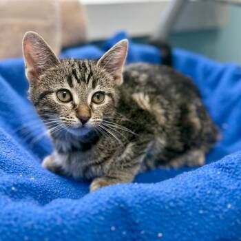 Ravioli -  Domestic Short Hair Cat for Adoption in New Fairfield, Connecticut - Ravioli | PetCurious