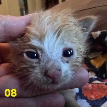 Astro -  Domestic Short Hair Cat for Adoption in Los Angeles, California - Astro | PetCurious