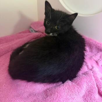 Noah (female) -  Domestic Short Hair Cat for Adoption in Dover, New Hampshire - Noah (female) | PetCurious