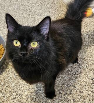 Rescue Domestic Long Hair Cats for Adoption in Fremont, Ohio - Gretchen | PetCurious