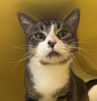 Domestic Short Hair Cats Available for Adoption in Golden, Colorado - Max | PetCurious