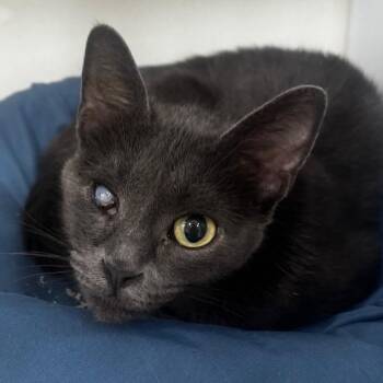 Mimble -  Domestic Short Hair Cat for Adoption in Defiance, Ohio - Mimble | PetCurious