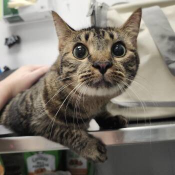 Ellie -  Domestic Short Hair Cat for Adoption in Tampa, Florida - Ellie | PetCurious