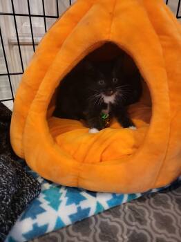 Rescue Domestic Long Hair Cats for Adoption in Fruit Heights, Utah - Zip | PetCurious