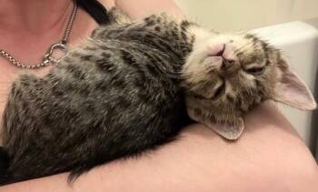 Saturn -  Tabby Cat for Adoption in Trophy Club, Texas - Saturn | PetCurious