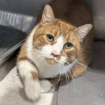 Sammy -  Domestic Short Hair Cat for Adoption in Matteson, Illinois - Sammy | PetCurious