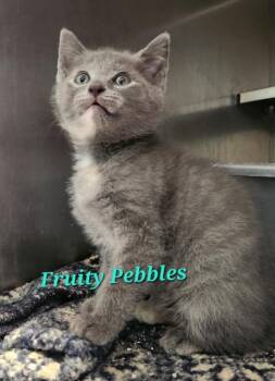 Fruity Pebbles -  Domestic Short Hair Cat for Adoption in Cambridge, Maryland - Fruity Pebbles | PetCurious