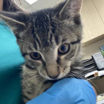 Jason -  Domestic Short Hair Cat for Adoption in Lakeland, Florida - Jason | PetCurious