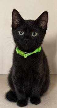 Darryl -  Domestic Short Hair Cat for Adoption in Columbia, Tennessee - Darryl | PetCurious