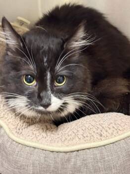 Domestic Long Hair and Domestic Short Hair Cats Available for Adoption in Memphis, Tennessee - Maxwell | PetCurious