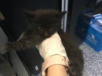 Domestic Short Hair Cats Available for Adoption in Thousand Palms, California - A1915513 | PetCurious