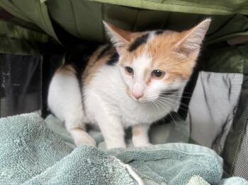 Rescue Calico Cats for Adoption in Charlotte, North Carolina - Rose And Sophie | PetCurious