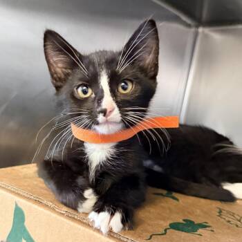 Goku -  Domestic Short Hair Cat for Adoption in Palm Springs, California - Goku | PetCurious