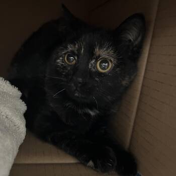 Domestic Short Hair Cats Available for Adoption - Velvet | PetCurious