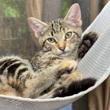 Rescue Domestic Short Hair Cats for Adoption in Huntsville, Alabama - Miss Vickie | PetCurious