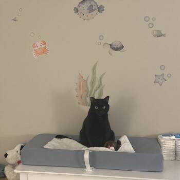 Bagheera -  Domestic Short Hair Cat for Adoption in Chattanooga, Tennessee - Bagheera | PetCurious