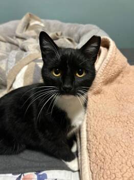 Domestic Short Hair Cats Available for Adoption - Nanook | PetCurious