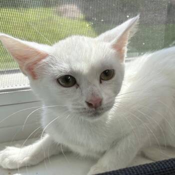 Gabby Gabby -  Domestic Short Hair Cat for Adoption in Gloucester, Virginia - Gabby Gabby | PetCurious