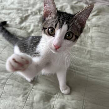 Rescue Domestic Short Hair Cats for Adoption in Philadelphia, Pennsylvania - Desi | PetCurious