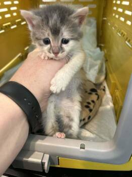 Mojo Dojo -  Domestic Short Hair Cat for Adoption in North Brunswick Township, New Jersey - Mojo Dojo | PetCurious