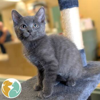 Cayenne -  Domestic Medium Hair Cat Available for Adoption in Toledo, Ohio - Cayenne | PetCurious