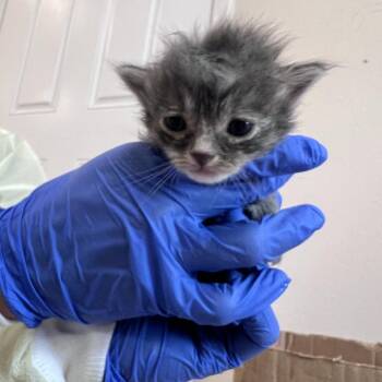 Puggle -  Domestic Medium Hair Cat for Adoption in Kanab, Utah - Puggle | PetCurious