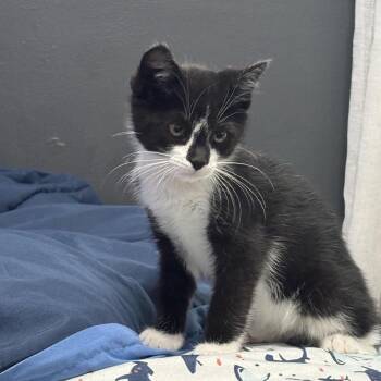 Domestic Short Hair Cats Available for Adoption in Fredericksburg, Virginia - Fairies Wear Boots | PetCurious