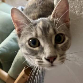Princess Donut -  Domestic Short Hair Cat for Adoption in Bulverde, Texas - Princess Donut | PetCurious