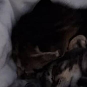 Phil -  Domestic Short Hair Cat for Adoption in New York, New York - Phil | PetCurious