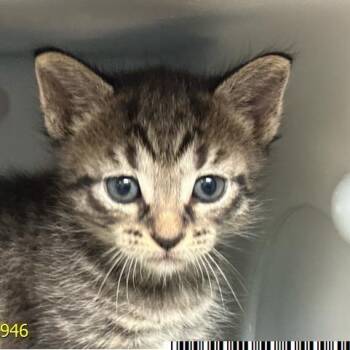 Daisy Mae -  Domestic Short Hair Cat Available for Adoption in West Palm Beach, Florida - Daisy Mae | PetCurious