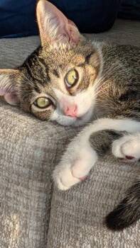 Boba -  Domestic Short Hair Cat for Adoption in Sioux Falls, South Dakota - Boba | PetCurious