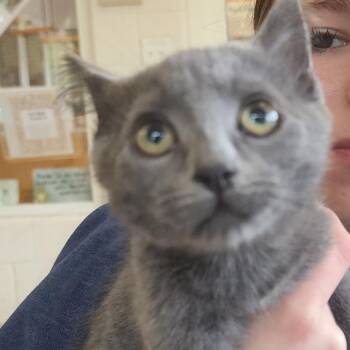 Concrete Destroyer -  Domestic Medium Hair Cat for Adoption in Gloucester, Virginia - Concrete Destroyer | PetCurious
