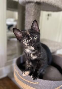 Wren -  Domestic Short Hair Cat for Adoption in Plymouth, Michigan - Wren | PetCurious