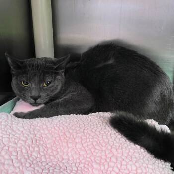 Rescue Domestic Short Hair Cats for Adoption in New Cumberland, West Virginia - Velcro | PetCurious